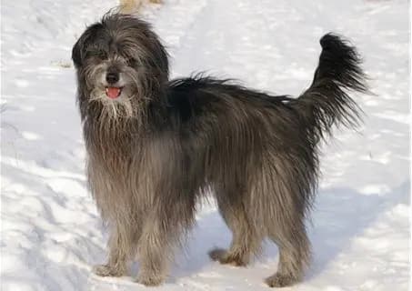 Berger des Pyrénées – race de chien