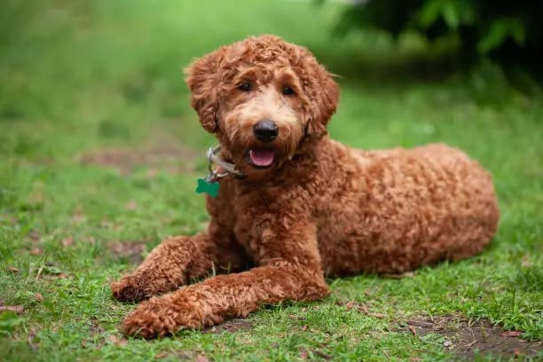 Labradoodle – hunderace