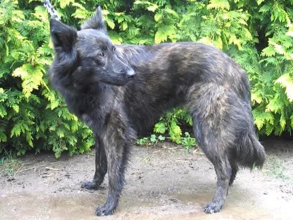 Hollandsk Hyrdehund, langhåret – hunderace