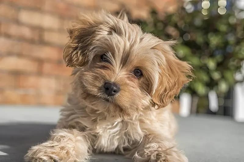 Cavapoochon – hondenras