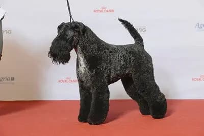 Kerry Blue Terrier – köpek ırkı