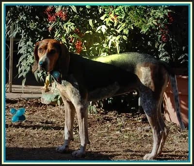 Hunde für Senioren