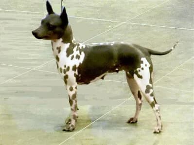 Rudelorientierte Hunde