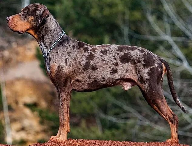 柯尔犬犬种