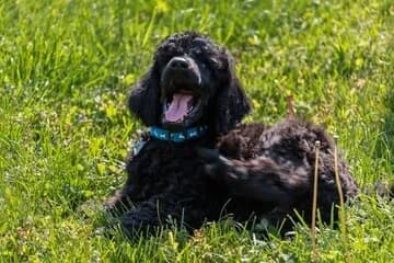 Charakterstarke Hunde