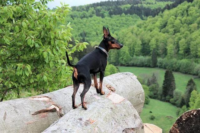 小型看门犬