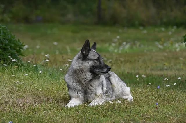 挪威犬种