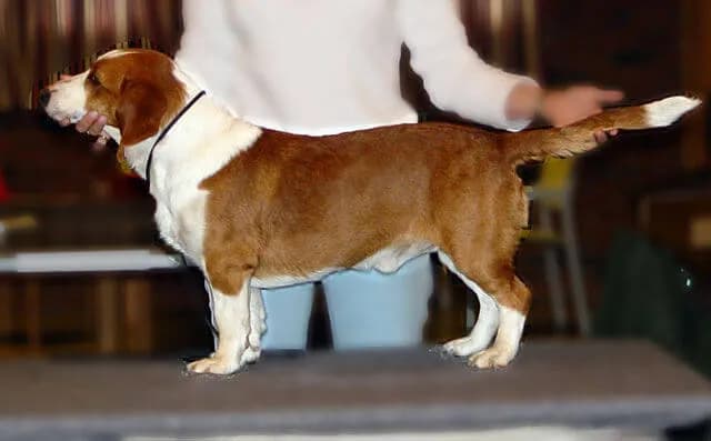 瑞典犬种