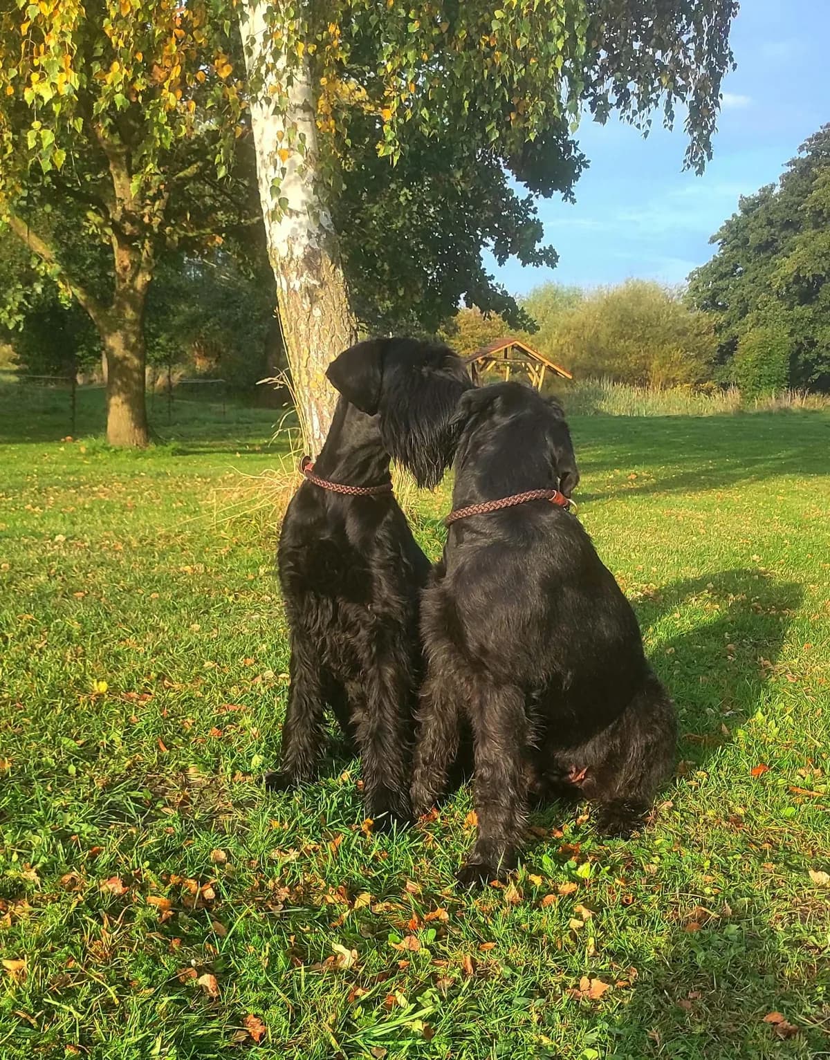 Lärmunempfindliche Hunde