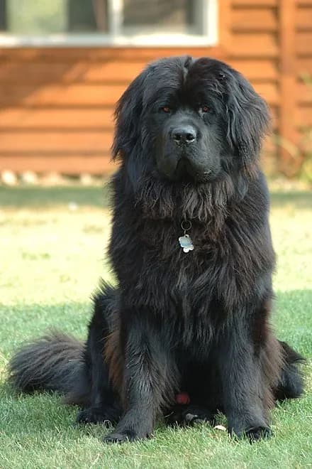 温顺的大型犬品种