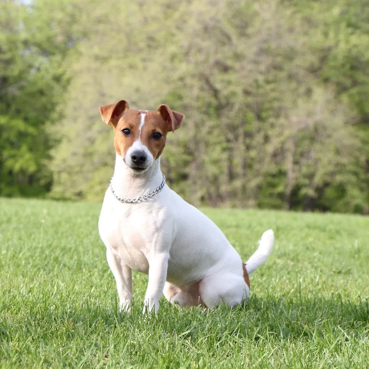 具破坏性的犬种
