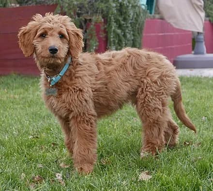 混血犬种