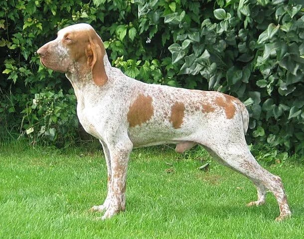 Nervenstarke Hunde