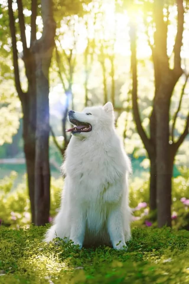 大型白色蓬松犬种