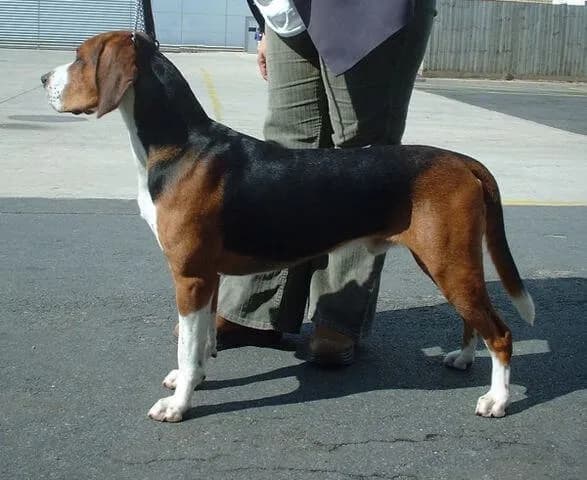 Hunde für erfahrene Mehrhundehalter