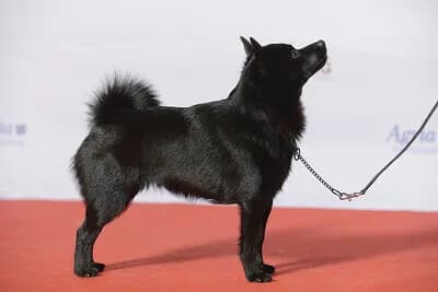 黑色小型犬