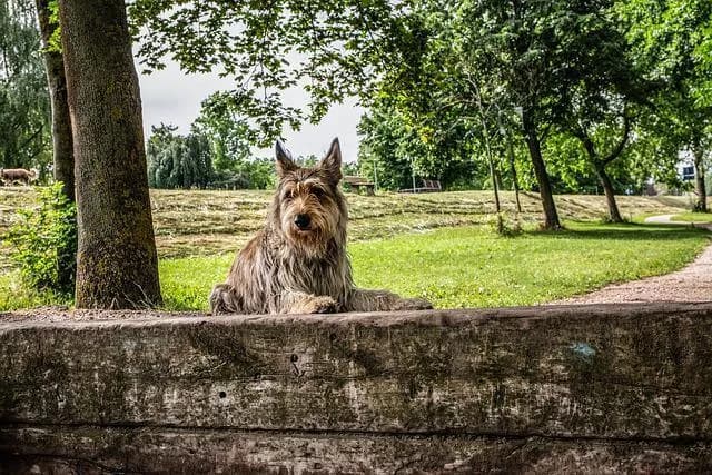 Hunde mit quadratischem Körperbau