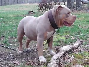 Hunde mit minimalem Pflegebedarf