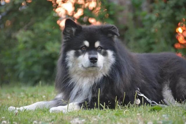 Hunde mit robustem Körperbau