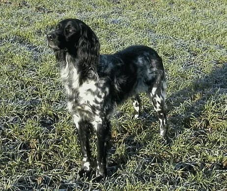 Hunde für Geschirrführung