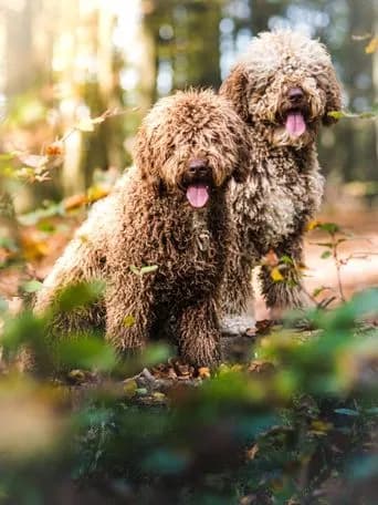 水猎犬犬种