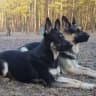 Osteuropäischer Schäferhund