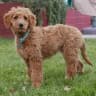 Goldendoodle