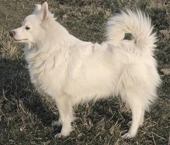 Deutscher Spitz