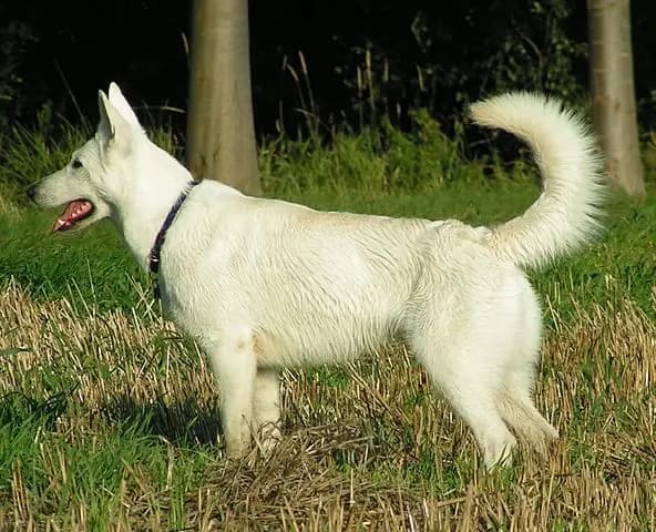 Weißer Schweizer Schäferhund