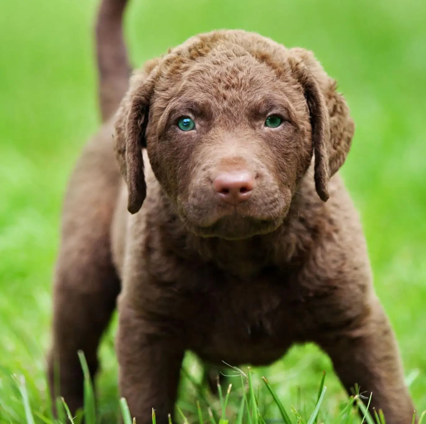 Chesapeake Bay Retriever