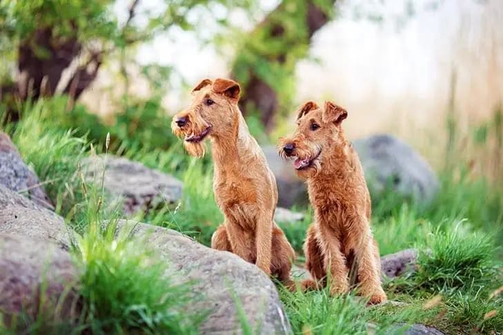 Irish Terrier – Hunderasse