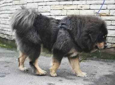 Tibet Mastiff