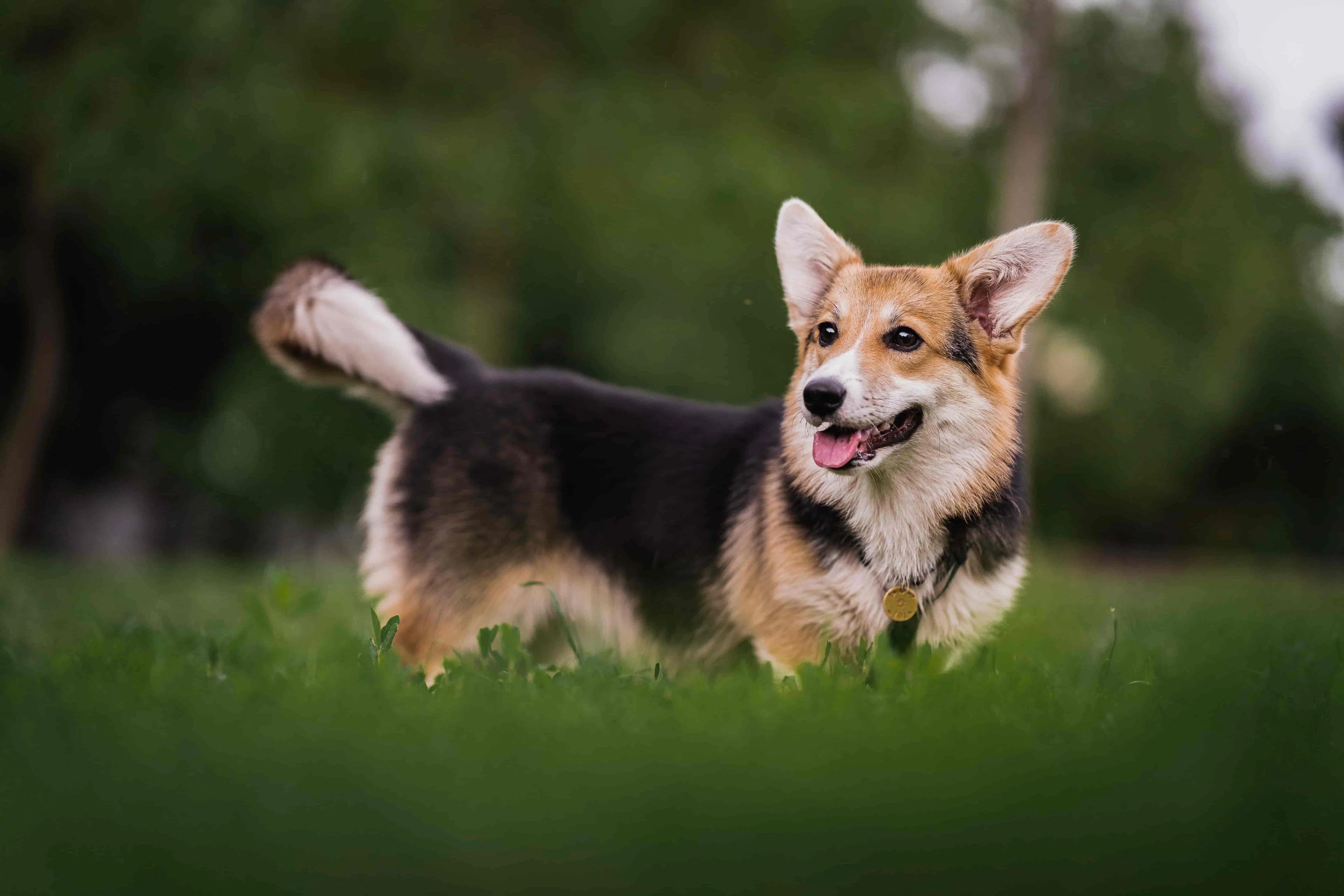 Welsh Corgi Pembroke – Hunderasse