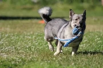 Västgötaspets