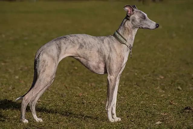 Whippet – Hunderasse