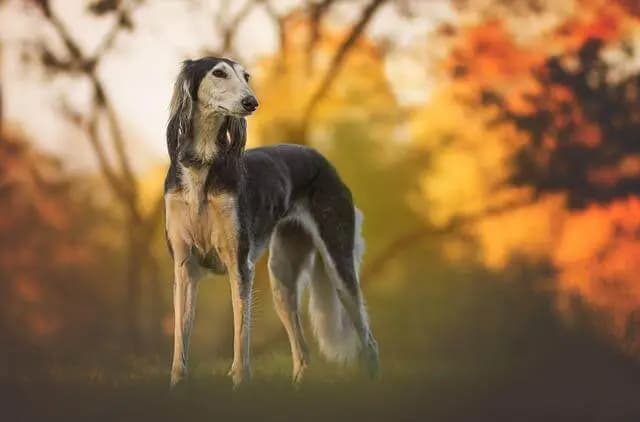 Saluki – Hunderasse