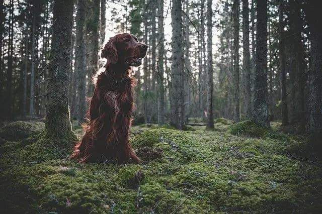 Field Spaniel – Hunderasse