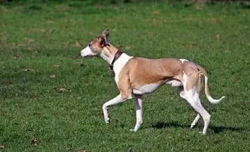 Podenco Ibicenco – Hunderasse