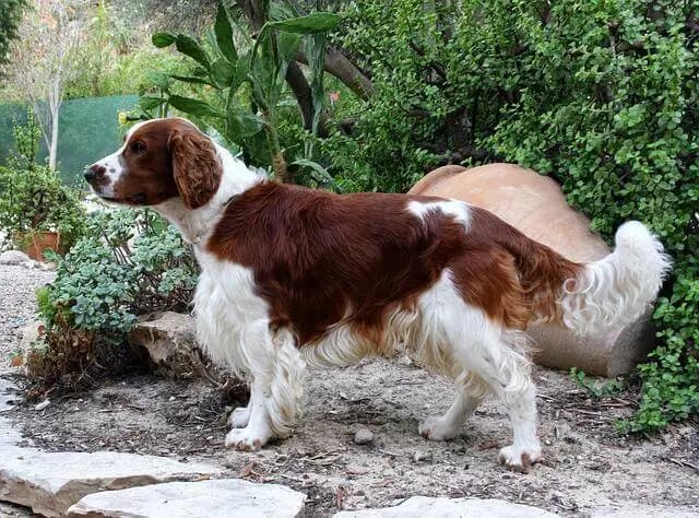 Welsh Springer Spaniel – Hunderasse