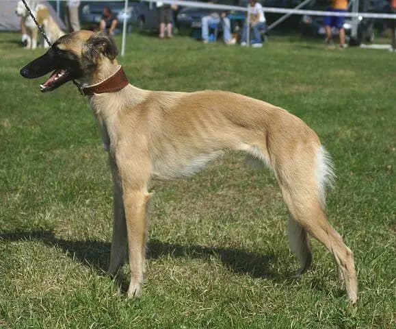 Silken Windsprite (Nationale Rasse) – Hunderasse
