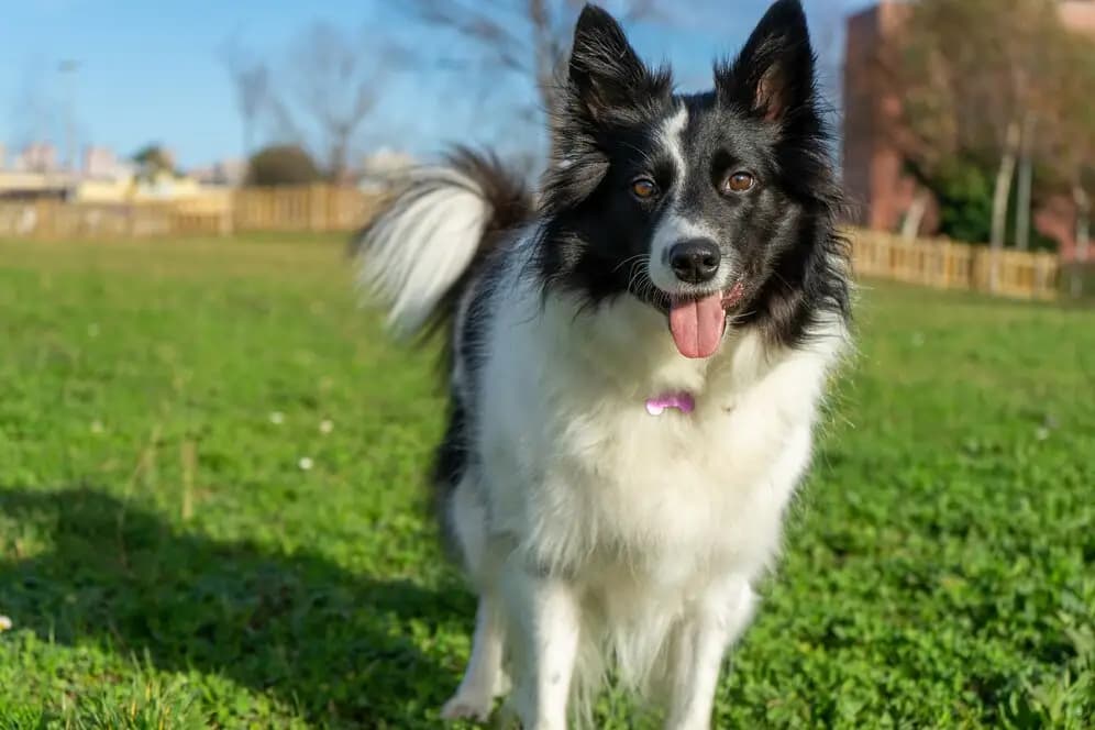 Border Collie – Hunderasse