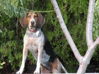 American English Coonhound's Profile Pic