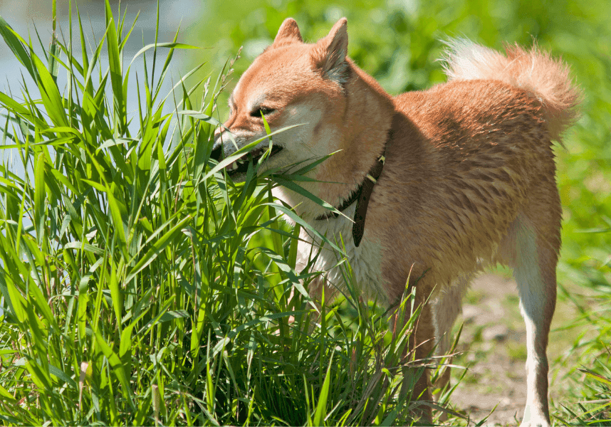 Warum Hunde Gras fressen: Mögliche Gründe und Erklärungen