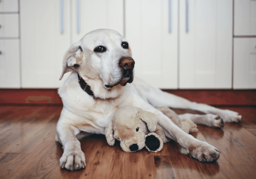 Wie alt werden Hunde und was bedeutet das in Menschenjahren?