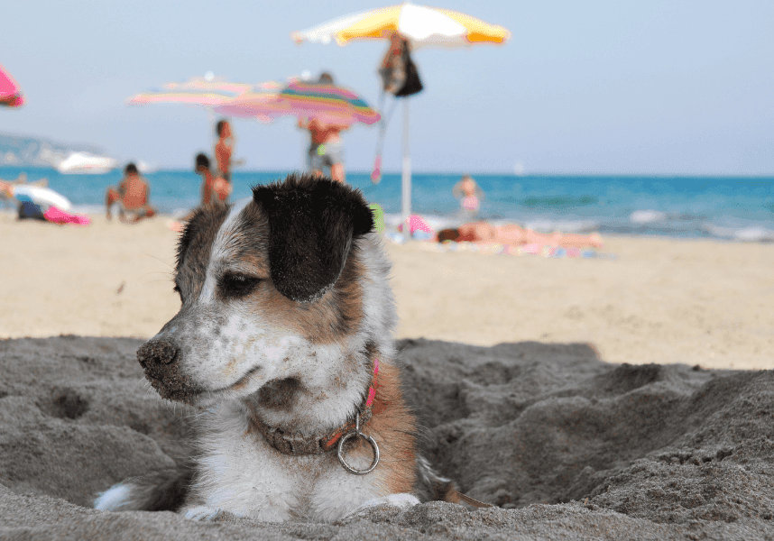 Urlaub mit Hund – alles, was du für die Planung und Vorbereitung wissen musst