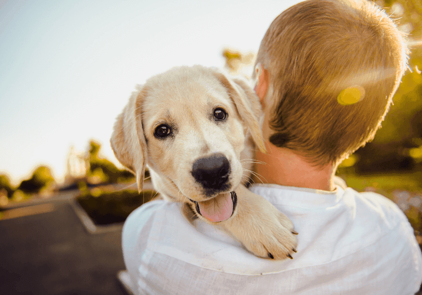 Hund kaufen: Worauf du achten solltest.