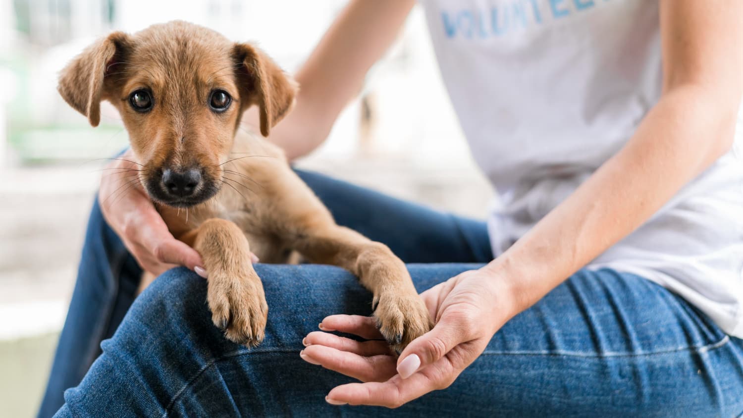 Hund kaufen oder Hund adoptieren? Was du bedenken solltest!