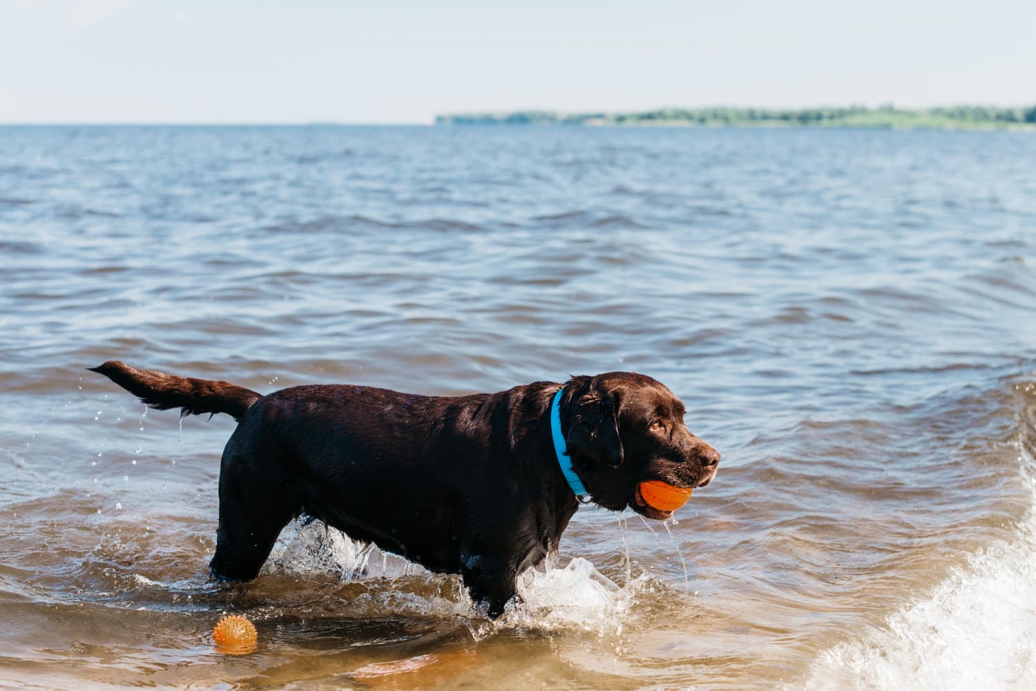 Wie gut kann mein Hund Hitze ertragen – Tipps für den Sommer