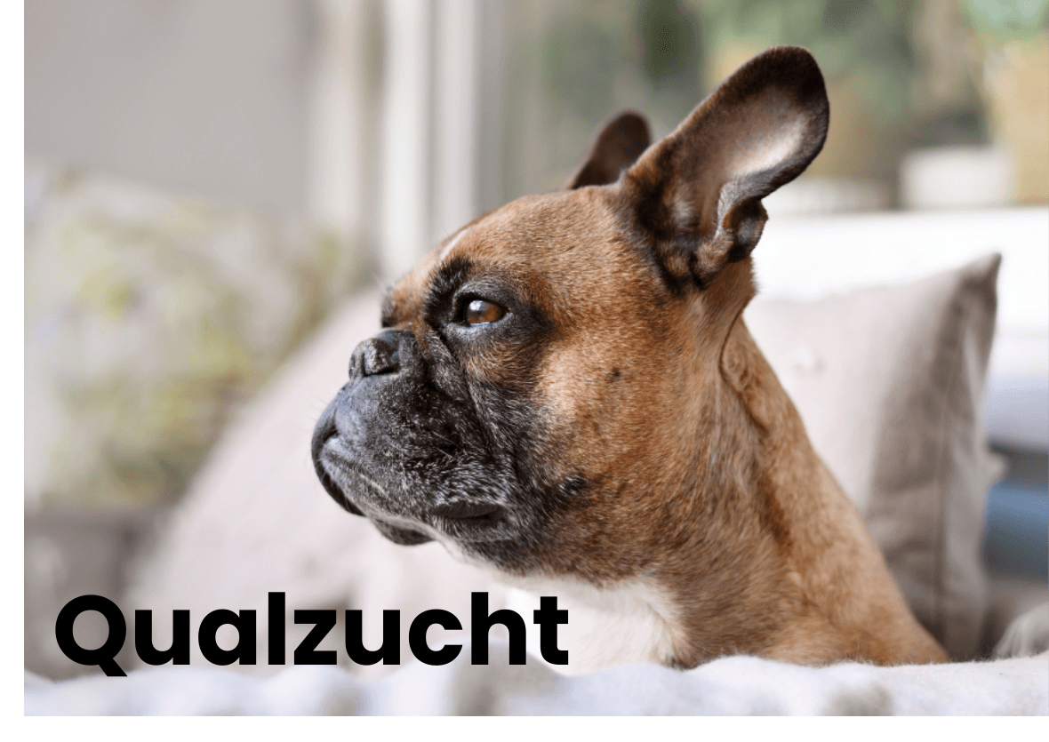 Qualzucht Hund! Viel diskutiert und umstritten – Wir klären auf