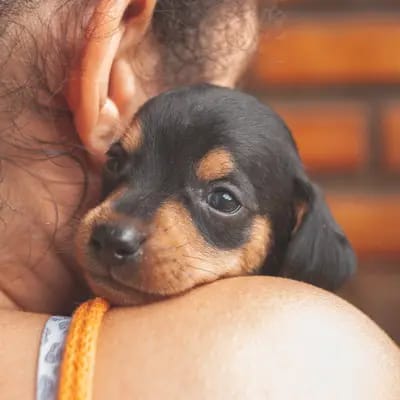 Bin ich bereit für einen Hund?
